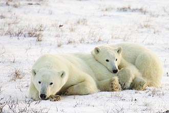 Polar Bear Mother and Cub Resting