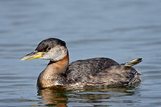 Red-Necked Grebe