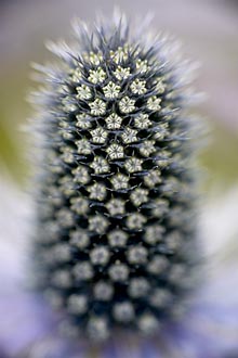 Alpine Sea Holly