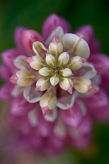 Pink Lupine