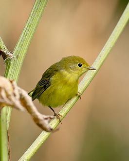 Yellow Warbler