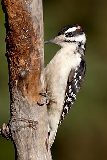 Male Hairy Woodpecker