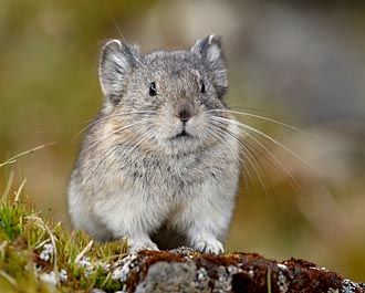 Collared Pika