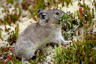 Collared Pika With Food