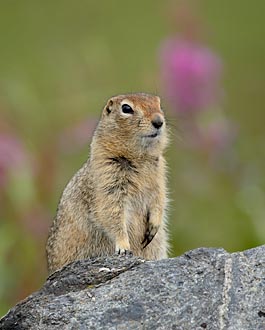 Arctic Ground Squirrel