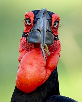 Southern Ground-Hornbill