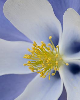 Blue Columbine Detail