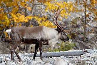 Woodland Caribou Buck