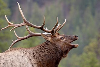 Bull Elk Bugling