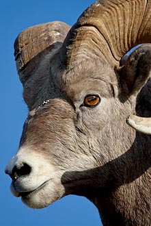 Bighorn Sheep Ram