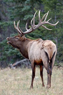 Bull Elk With Flehmen Response