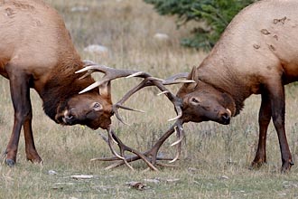 Two Bull Elk Fighting