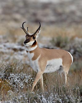 Pronghorn Buck