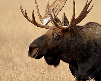 Bull Moose With Snow