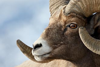 Bighorn Sheep Ram