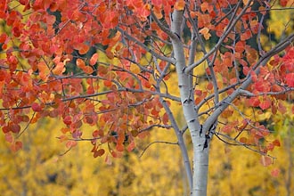 Orange And Yellow Aspen Leaves