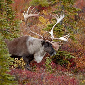 Bull Porcupine Caribou