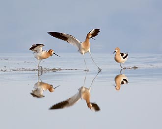 J's <i>Avocet Altercation</i>