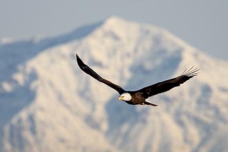 Bald Eagle In Flight