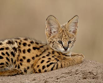 Serval Cub