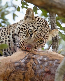 Leopard With Thomson's Gazelle