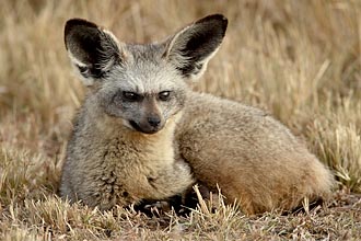 Bat-Eared Fox