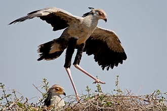 Two Secretarybirds On Nest