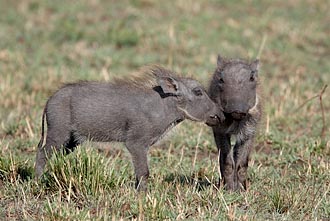 Two Baby Warthogs