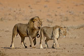 Lion Pair About To Mate