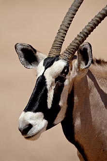 Gemsbok