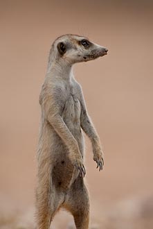 Meerkat Standing