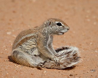 Cape Ground Squirrel Grooming