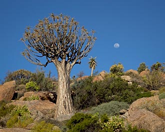 Quiver Tree And Moon