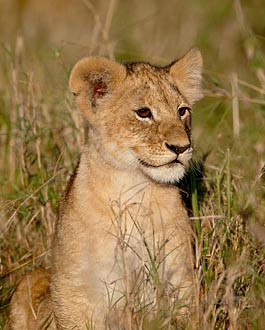 Lion Cub