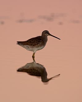 Short-Billed Dowitcher At Sunset