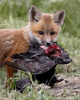 J's <i>Fox Kit With Coot</i>