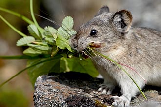 Collared Pika With Food