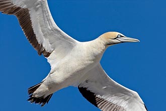 Cape Gannet In Flight