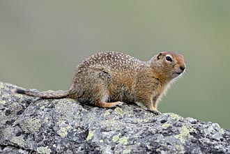 Arctic Ground Squirrel