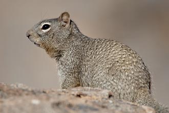 Rock Squirrel