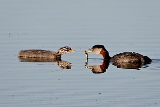 Red-Necked Grebe Adult Feeding Chick