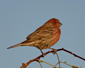 Male House Finch