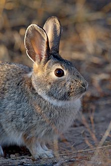 Desert Cottontail