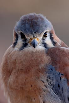 Male American Kestrel