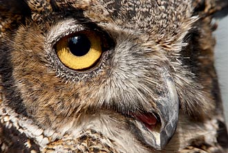 Great Horned Owl