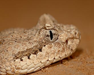 Sonoran Desert Sidewinder