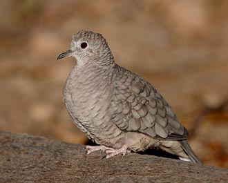 Inca Dove