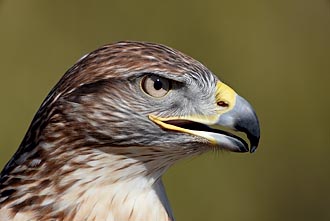 Ferruginous Hawk