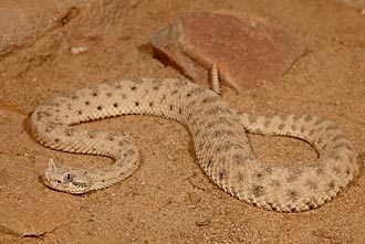 Sonoran Desert Sidewinder