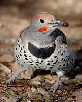 Male Gilded Flicker